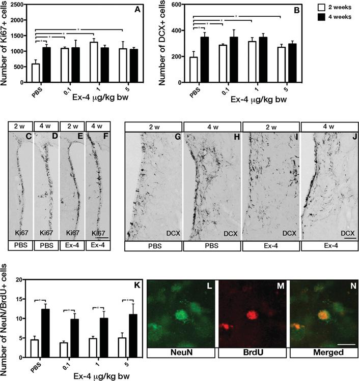 GLP-1R for the treatment of stroke in diabetes 479 Figure 6 Stroke-induced neural stem/progenitor cell proliferation and neurogenesis in Ex-4-treated GK rat SVZ and striatum (A) Number of