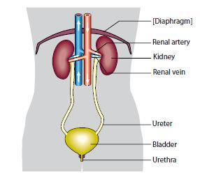 THE URINARY SYSTEM Function of