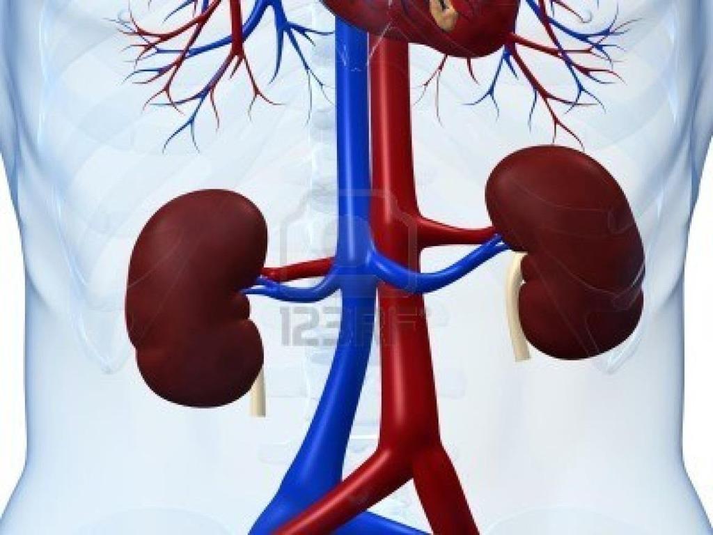 Parts of the Urinary System Kidneys
