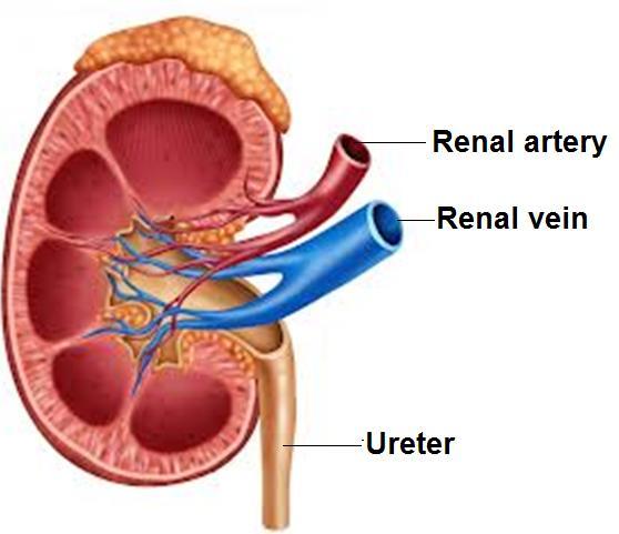 Parts of the Urinary System Ureters