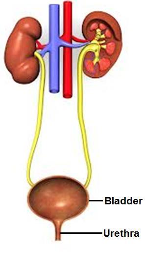 Parts of the Urinary System Bladder Stores urine