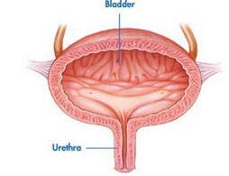 Bladder Not under voluntary control Has 2 sphincter muscles at junction of bladder and