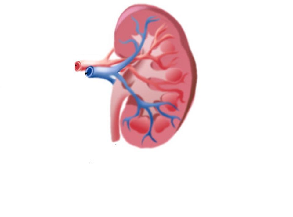 Renal Artery: Entry of blood with waste and excess water Renal Vein: Exit of clean blood (without salts, waste or excess