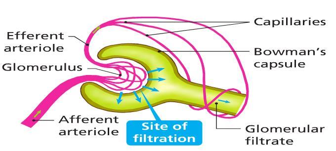 Urine Production: Filtration Afferent arteriole blood contains waste Filtration happens in the glomerulus Small molecules are forces out