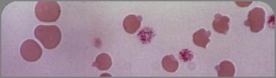 bluish bodies within red blood cells.