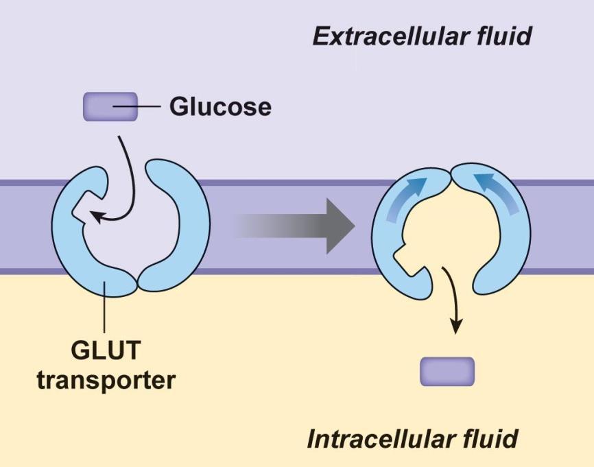 GLUT proteins are involved in the process of a) simple diffusion b) facilitated