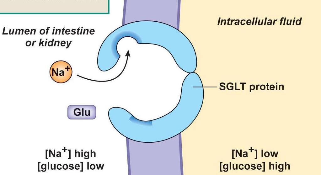 The SGLT protein is involved in the process of a) simple diffusion b) facilitated