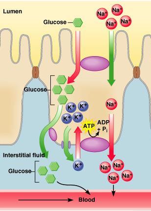 Glucose is absorbed from the lumen into epithelial cells of the small intestine by via the protein.