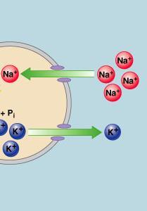 Na + ions are transported from the extracellular fluid into the intracellular fluid by the process of a) Simple