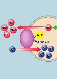 Na + ions are transported from the intracellular fluid out to the extracellular fluid by the process of a) Simple
