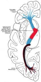 Basal Ganglia striatum (caudate nucleus and putamen) The function of the basal ganglia in motor control