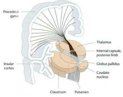 It is a continuous sheet of fibers that forms the medial boundary of the
