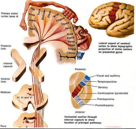 premotor cortex for initiation and planning of movement) Contains axons: That come from the motor area of the frontal cortex and extend to the anterior horns of the spinal cord Contains sensory