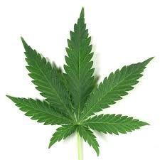 Marijuana Derived from the plant Cannabis.