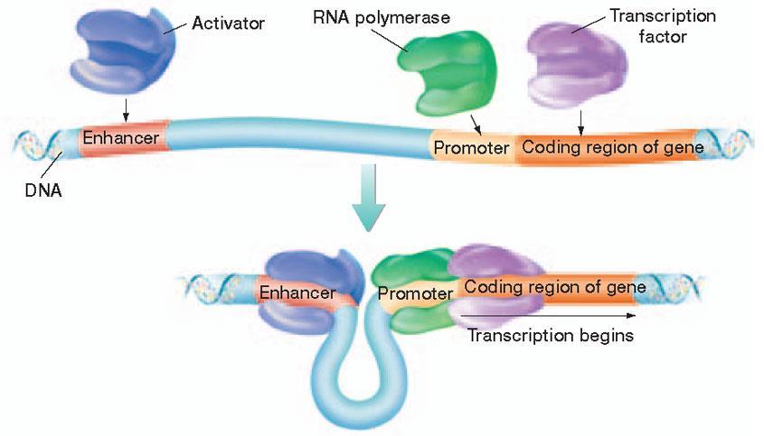 Transcription Factors- regulatory proteins. They can bind to enhancers and RNA polymerase to allow transcription Enhancers- segments of DNA that facilitate transcription.