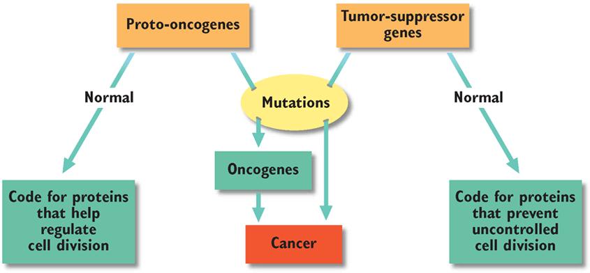 Metastasis=spread Tumor Suppressor Genes Normally prevent uncontrolled growth May mutate, so they cannot suppress