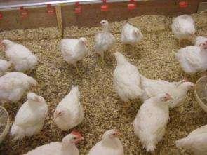 Does laboratory work mirror the on-farm situation? Laboratory Farm The in vivo behaviour of C.