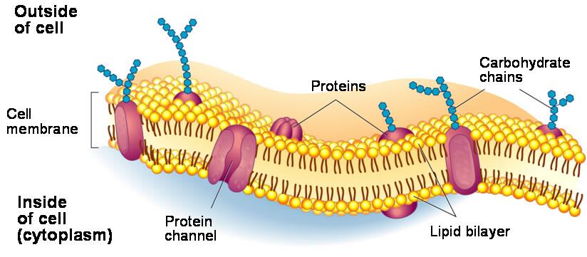 PAGE 67 PLASMA MEMBRANE Boundary of cell Ensures only specific molecules enter or