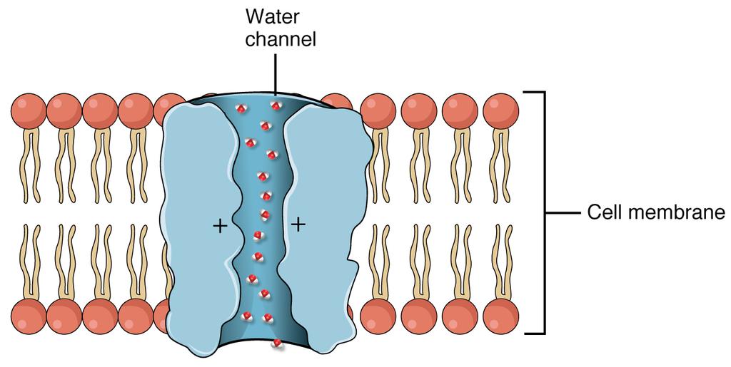 in cell membrane Allows