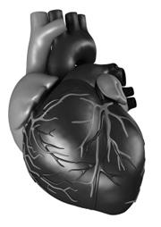 Unit 5 Cardiovascular System: Heart and Blood Vessels Components of the Cardiovascular System Heart pumps blood Blood vessels the tubes through which the blood flows Functions of Blood Blood removes