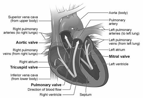 Heartbeat Cardiac cycle occurs for each heartbeat When the heart beats, both atria contract at the same time, and then both ventricles contract at the same time Then all four chambers relax Systole