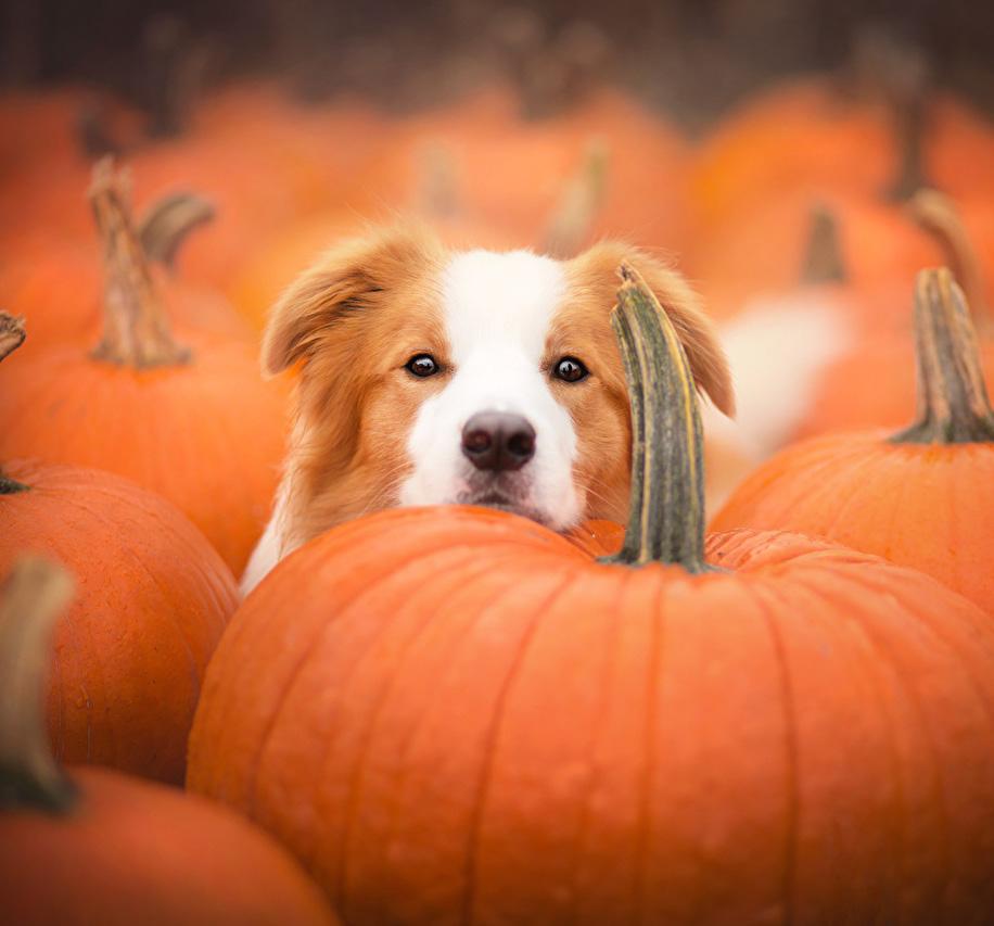 THE ULTIMATE GUIDE TO PUMPKINS AND DOGS Improve Your Senior Dog s Overall