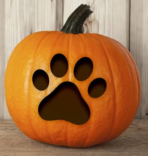 The amazing benef its of pumpkin for senior dogs! Pumpkin is delicious, nutritious, and easy to come by. Your dog can savour a pumpkin treat while improving his/her overall health. 1.