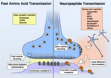 Summary Compared to neurotransmitters (like glutamate, GABA) neuropeptides: Are produced and packaged differently by cells Take more activation to release Bind more tightly to receptors Have a more