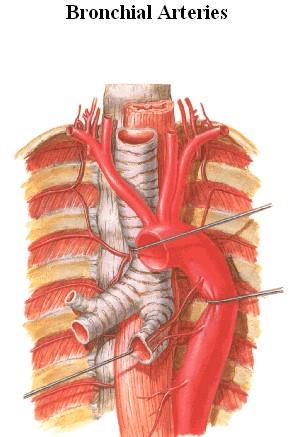 Left pulmonary artery: The left pulmonary artery is shorter than the right. It lies anterior to the descending aorta and posterior to the superior pulmonary vein (lies between them).