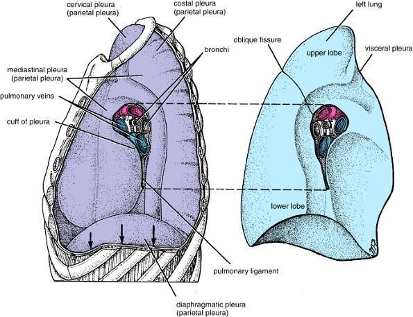 2- Costal pleura: related to costal cartilage and ribs. 3- Diaphragmatic pleura: covers the lower surface and the diaphragm.