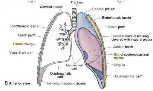 At the the hilum of the lung is between T5 to T7, the visceral pleura adheres to the parietal forming pulmonary ligament.