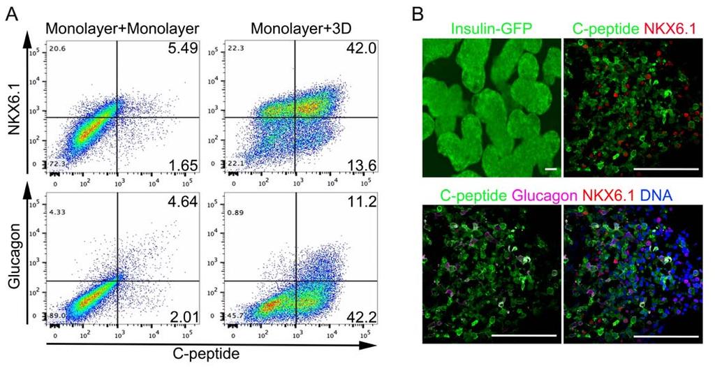 Supplementary Figure 2. Efficient generation of C-peptide-positive cells from INS GFP/W -hes cells (A) Flow cytometry quantification of C-peptide, NKX6.