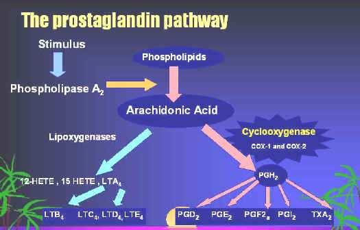 Prostaglandins in