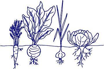 activities Root vegetable learning