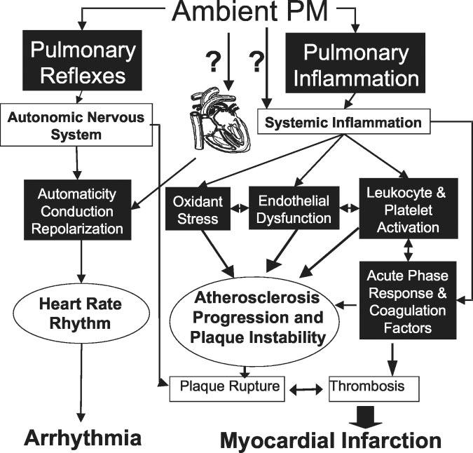 Possible biological mechanisms linking PM with cardiovascular diseases Brook