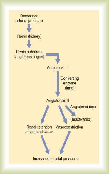 Renin-Angiotensin System Renin is synthesized and stored in modified smooth muscle cells in afferent arterioles of the kidney. Renin is released in response to a fall in pressure.