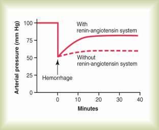 Actions of the Renin Angiotensin System