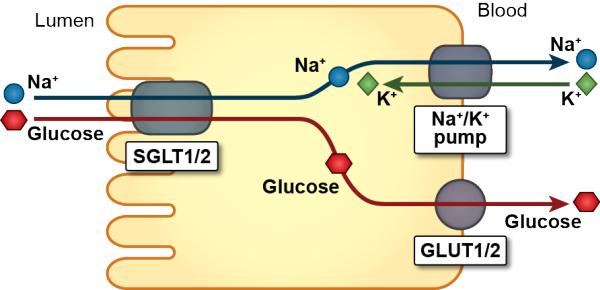 Glucose Reabsorption Mineral Balance Apical