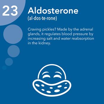 Regulation of Blood Pressure Aldosterone (RAAS) Blood Pressure Na + reabsorption 90% reabsorbed in PCT Without Aldosterone Total Na +