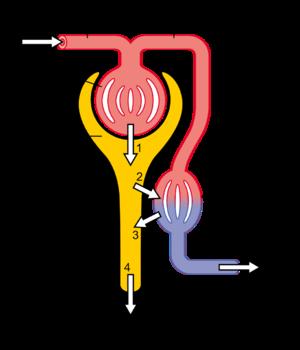 Renal Tubular Membrane Transport 1. Filtration Blood to renal tubules Out of your blood Non specific/bulk Flow 2.
