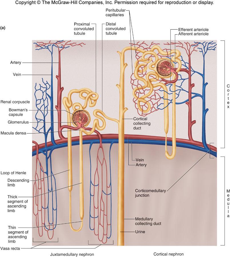 Nephrons Cortical Nephrons LOH extends just slightly into the renal medulla Peritubular capillaries receive products of reabsorption Primary function is reabsorption