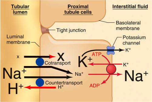Na + Reabsorption Cortical Nephrons tube blood driven by the Na + /K + /ATPase pump The majority of reabsorption occurs at the PCT The Na + /K + /ATPase pump establishes and maintains a low [Na + ]
