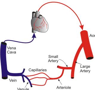 Resistance as a ABP Determinant CARDIO Cardiac PUMP Pump P MAP = CO x TPR V V Aorta Vena Cava Vein Venule Pre-Capillary