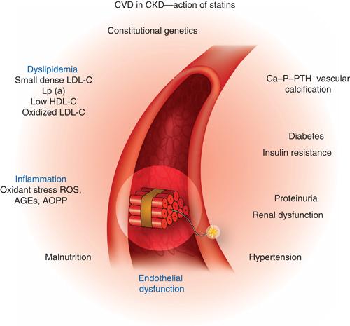 Non-Conventional CVD Risk Factors Adipokines Lipids CRP MIA Stiffness,