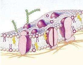 Phospholipids are the major component of all cellular membranes Phospholipids are also