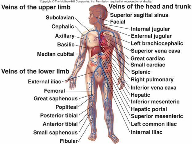 The Major Blood Vessels of