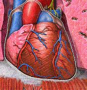 2. Coronary Arteries/Capillaries/Veins Very first