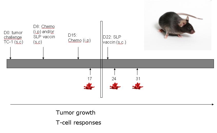 Chemo-immunotherapy model in B6 mice bearing HPV-16+ TC-1 tumors (C.