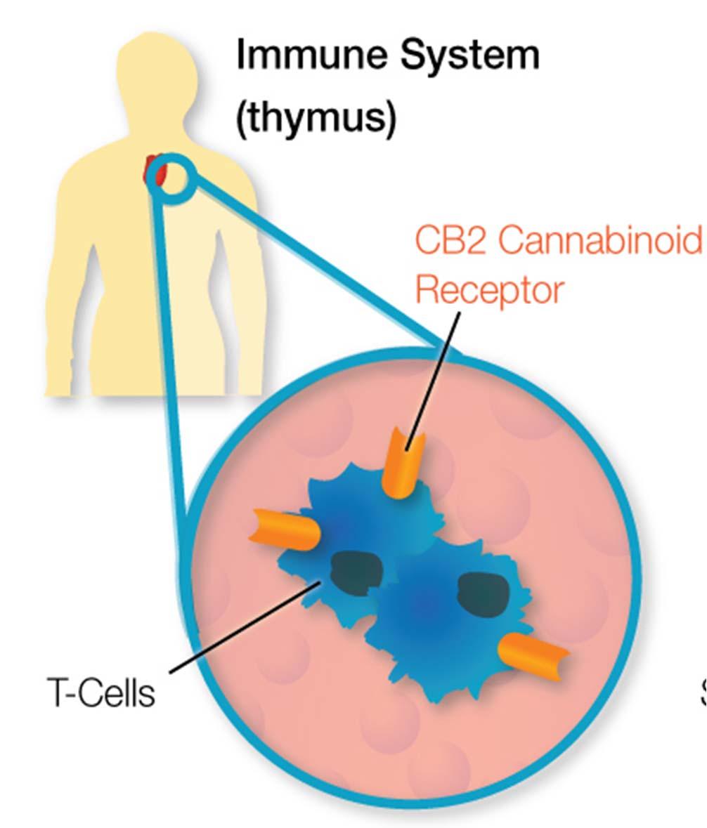 Cannabinoids 101 CB2 Receptors: The Peripheral Receptor 1993: Munro lab discovers a receptor in immune cells and spleen that also