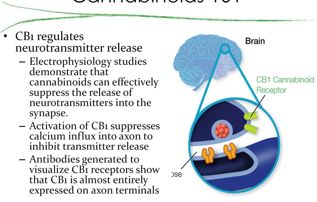 Cannabinoids 101 CB1 regulates neurotransmitter release Electrophysiology studies demonstrate that cannabinoids can effectively suppress the release of neurotransmitters into the synapse.